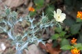 Argemone ochroleuca, Pale Mexican Prickly Poppy, roadside weed Royalty Free Stock Photo