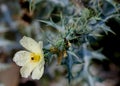 Argemone ochroleuca, Pale Mexican Prickly Poppy, roadside weed