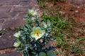 Argemone ochroleuca is a species of prickly poppy, a flowering plant commonly known as pale Mexican prickly poppy or Mexican poppy