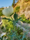 Argemone Polyanthemos, Crested Prickly Poppy