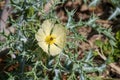 Delicate flower of an argemone polyanthemos, or crested prickly poppy