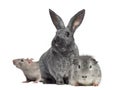 Argente rabbit and Domestic rat and Swiss Teddy Guinea Pig isola Royalty Free Stock Photo