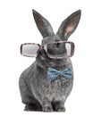 Argente rabbit wearing glasses and bow tie isolated on white