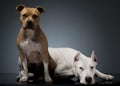 Argentin Dog and Staffordshire Terrier on the floor Royalty Free Stock Photo