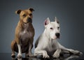 Argentin Dog and Staffordshire Terrier are on the shiny floor Royalty Free Stock Photo