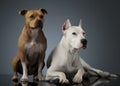Argentin Dog and Staffordshire Terrier on the shiny floor Royalty Free Stock Photo