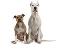 Argentin Dog and Staffordshire Terrier sitting on the white floor Royalty Free Stock Photo