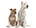 Argentin Dog and Staffordshire Terrier on the white floor Royalty Free Stock Photo