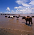 argentina,corrientes providence,paso de los libres river with bridge cow