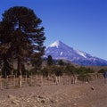 argentina,lanin volcano panoramic view with araucaria tree,patagonia neuquen province