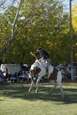 Argentina, Gaucho -cowboy-rodeo-riding on a wild horse in a patron saint festival in South America, has also been