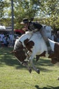 Argentina, Gaucho -cowboy-rodeo-riding on a wild horse in a patron saint festival in South America, has also been