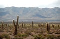 Argentina travelling: Cardon Cactus Field Royalty Free Stock Photo