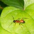 Argentine Ant (Linepithema humile)