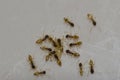 Ghost ants Tapinoma melanocephalum feeding on food scraps. Royalty Free Stock Photo