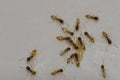 Ghost ants Tapinoma melanocephalum feeding on food scraps. Royalty Free Stock Photo