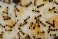 Argentine ants Linepithema humile feeding on food scraps.