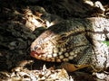 Argentine Black and White Giant Tegu Tupinambis Merianae or Sal