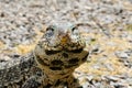 Argentine Black and White Giant Tegu, Tupinambis Merianae or Salvator Merianae