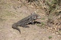 Argentine black and white tegu ambling along a dusty path.