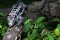 Argentine black and white tegu Salvator merianae Royalty Free Stock Photo