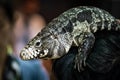 The Argentine black and white tegu Salvator merianae Royalty Free Stock Photo