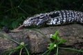 Argentine black and white tegu Salvator merianae Royalty Free Stock Photo