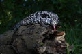 Argentine black and white tegu Salvator merianae Royalty Free Stock Photo