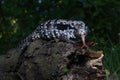 Argentine black and white tegu Salvator merianae Royalty Free Stock Photo