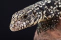 Argentine black and white tegu (Salvator merianae) Royalty Free Stock Photo