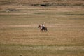 Argentine cowboy (gaucho) walks his horse past camera, in Patagonia Royalty Free Stock Photo