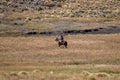 Argentine cowboy (gaucho) walks his horse past camera, in Patagonia Royalty Free Stock Photo