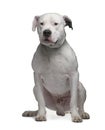 Argentine Dogo (2 years) Royalty Free Stock Photo