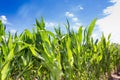 Argentine field planted with corn in spring