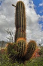 Argentine Giant Cactus, Echinopsis candicans Royalty Free Stock Photo