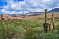 Argentine Giant Cactus, Echinopsis candicans Royalty Free Stock Photo