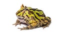 Argentine Horned Frog, Ceratophrys ornata