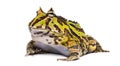 Argentine Horned Frog, Ceratophrys ornata