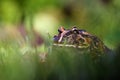 The Argentine horned frog Ceratophrys ornata, also known as the Argentine wide-mouthed frog or the ornate pacman frog sits