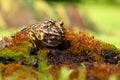 The Argentine horned frog Ceratophrys ornata, also known as the Argentine wide-mouthed frog or the ornate pacman frog sits Royalty Free Stock Photo