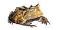 Argentine Horned Frog, Ceratophrys ornata, isolated