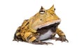 Argentine Horned Frog, Ceratophrys ornata, isolated