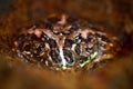 Argentine Horned Frog, Ceratophrys ornata, in the nature habitat, hidden in the ground, detail face portrait, most common species