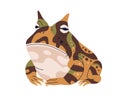 Argentine horned frog. Ornate toad, Ceratophrys ornata species. Wide-mouthed amphibian reptile with spotted multicolored