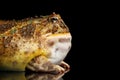 Argentine Horned Frog or Pac-man, Ceratophrys ornata Royalty Free Stock Photo