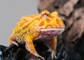 Argentine Horned Frog or Pac-man frog is most common species of Horned Frog, from the grasslands of Argentina, Uruguay and