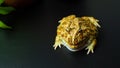The argentine horned frog yellow with brown stripes. The frog sat still looking at the camera