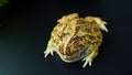 The argentine horned frog yellow with brown stripes. The frog sat still on black surface or background