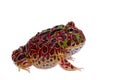 The red Argentine horned froglet isolated on white