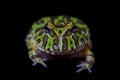 The Argentine horned froglet isolated on black